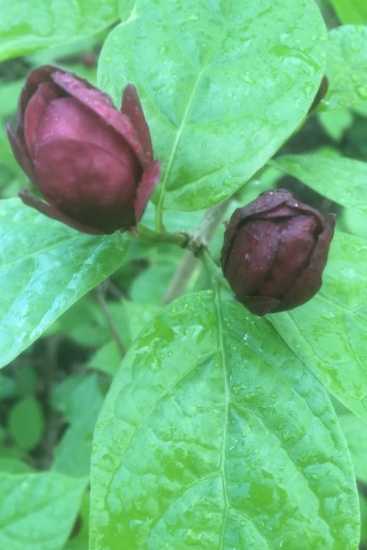 Хартледж Вайн в Украине.